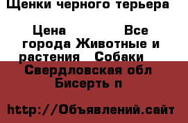 Щенки черного терьера › Цена ­ 35 000 - Все города Животные и растения » Собаки   . Свердловская обл.,Бисерть п.